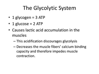 The Glycolytic System
• 1 glycogen = 3 ATP
• 1 glucose = 2 ATP
• Causes lactic acid accumulation in the
muscles
– This acidification discourages glycolysis
– Decreases the muscle fibers’ calcium binding
capacity and therefore impedes muscle
contraction.
 