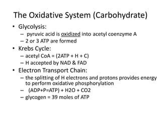 The Oxidative System (Carbohydrate)
• Glycolysis:
– pyruvic acid is oxidized into acetyl coenzyme A
– 2 or 3 ATP are formed
• Krebs Cycle:
– acetyl CoA = (2ATP + H + C)
– H accepted by NAD & FAD
• Electron Transport Chain:
– the splitting of H electrons and protons provides energy
to perform oxidative phosphorylation
– (ADP+P=ATP) + H2O + CO2
– glycogen = 39 moles of ATP
 