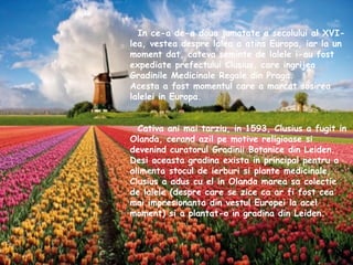 In ce-a de-a doua jumatate a secolului al XVI-lea, vestea despre lalea a atins Europa, iar la un moment dat, cateva seminte de lalele i-au fost expediate prefectului Clusius, care ingrijea Gradinile Medicinale Regale din Praga.  Acesta a fost momentul care a marcat sosirea lalelei in Europa. Cativa ani mai tarziu, in 1593, Clusius a fugit in Olanda, cerand azil pe motive religioase si devenind curatorul Gradinii Botanice din Leiden. Desi aceasta gradina exista in principal pentru a alimenta stocul de ierburi si plante medicinale, Clusius a adus cu el in Olanda marea sa colectie de lalele (despre care se zice ca ar fi fost cea mai impresionanta din vestul Europei la acel moment) si a plantat-o in gradina din Leiden. 
