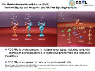 www.esanum.it/cool
The Platelet-Derived Growth Factor (PDGF)
Family of Ligands and Receptors, and PDGFRα Signaling Pathways
Östman A, Heldin C-H. Adv Cancer Res. 2007;97:247-274; Loizos N et al. Mol Cancer Ther. 2005;4:369-379; Schmitt J, Matei D. Clin Ovarian
Cancer. 2008;1:120-126;Imclone Systems, Data on File.
PDGFRa is overexpressed in multiple tumor types, including lung, with
expression being associated to aggressive phenotypes and increased
metastasis
PDGFRα is expressed in both tumor and stromal cells
 
