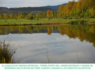 EL LAGO ES DE ORIGEN ARTIFICIAL, FORMA PARTE DEL JARDÍN BOTÁNICO Y DONDE SE
DESARROLLAN PLANTAS DE TODA EUROPA LIGADAS A LOS HABITATS ACUÁTICOS
 