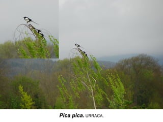 Pica pica. URRACA.
 