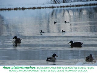 Anas plathyrhynchos. DOS EJEMPLARES HÍBRIDOS NEGROS CON EL PECHO
BLANCO. MACHOS PORQUE TIENEN EL RIZO DE LAS PLUMAS EN LA COLA.
 