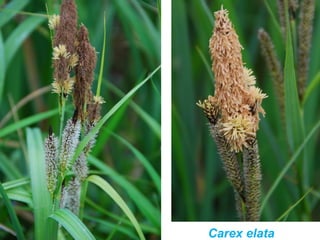 Carex elata
 