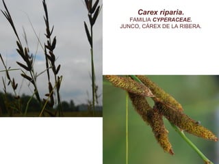 Carex riparia.
FAMILIA CYPERACEAE.
JUNCO, CÁREX DE LA RIBERA.
 