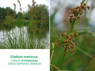 Cladium mariscus.
FAMILIA CYPERACEAE.
JUNCO ESPIGADO, MASIEGA.
 