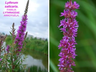 Lythrum
salicaria.
FAMILIA
LYTHRACEAE.
ARROYUELA.
 