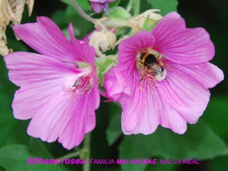 Althaea rosea. FAMILIA MALVACEAE. MALVA REAL.
 