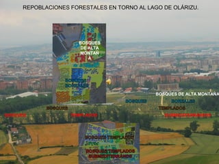 BOSQUES TEMPLADOS SUBMEDITERRÁNEOS
BOSQUES DE ALTA MONTAÑA
REPOBLACIONES FORESTALES EN TORNO AL LAGO DE OLÁRIZU.
BOSQUES
DE ALTA
MONTAÑ
A
 