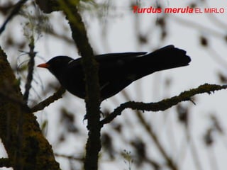 Turdus merula EL MIRLO
 