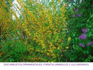 DOS ARBUSTOS ORNAMENTALES: FORSITIA (AMARILLO) Y LILO (MORADO).
 