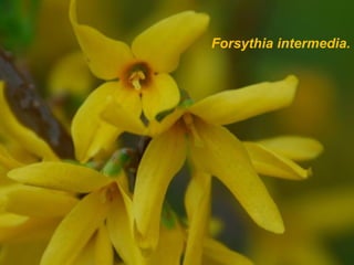 Forsythia intermedia.
 