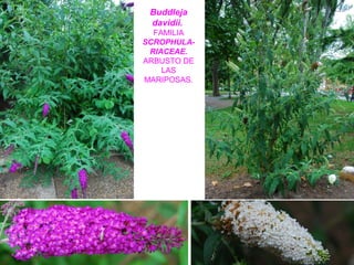 Buddleja
davidii.
FAMILIA
SCROPHULA-
RIACEAE.
ARBUSTO DE
LAS
MARIPOSAS.
 