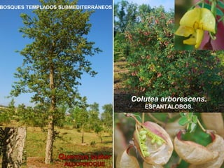 BOSQUES TEMPLADOS SUBMEDITERRÁNEOS
Colutea arborescens.
ESPANTALOBOS.
 