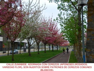 CALLE ZUMABIDE. ADORNADA CON CEREZOS JAPONESES (ROSADOS,
VARIEDAD FLOR), SON INJERTOS SOBRE PATRONES DE CEREZOS COMUNES
(BLANCOS).
 