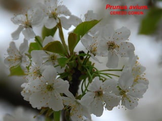 Prunus avium.
CEREZO COMÚN.
 