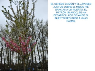 EL CEREZO COMÚN Y EL JAPONÉS
JUNTOS SOBRE EL MISMO PIE
GRACIAS A UN INJERTO. EL
PATRÓN (BLANCO) SE HA
DESARROLLADO DEJANDO EL
INJERTO RECUDIDO A UNAS
RAMAS.
 