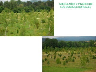 ABEDULARES Y PINARES DE
LOS BOSQUES BOREALES
 