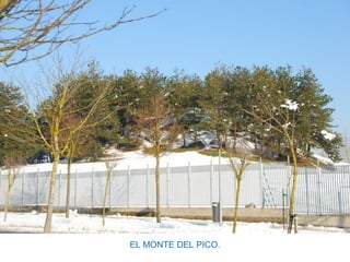 EL MONTE DEL PICO.
 