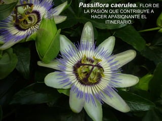 Passiflora caerulea. FLOR DE
LA PASIÓN QUE CONTRIBUYE A
HACER APASIONANTE EL
ITINERARIO.
 