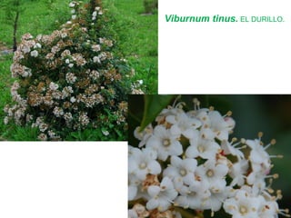 Viburnum tinus. EL DURILLO.
 