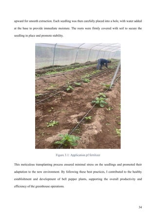 PROCEDURE FOR THE PRODUCTION OF BELL PEPPER IN A GREENHOUSE | PDF