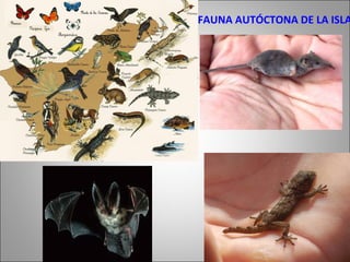 FAUNA AUTÓCTONA DE LA ISLA
 