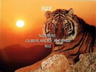 tigre NOMBRE : OLBER ARLEY ALEGRIA 802 