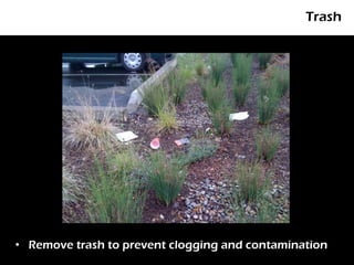 Trash




• Remove trash to prevent clogging and contamination
 