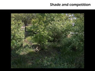 Shade and competition
 