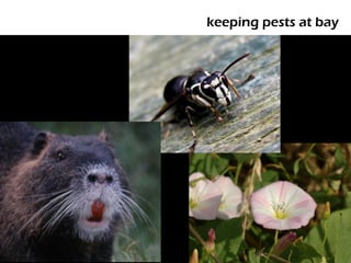 keeping pests at bay
 