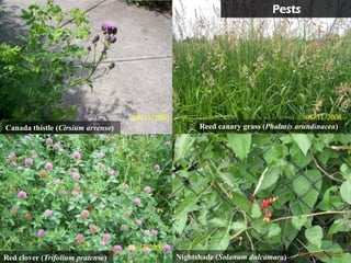Pests




Canada thistle (Cirsium arvense)         Reed canary grass (Phalaris arundinacea)




Red clover (Trifolium pratense)    Nightshade (Solanum dulcamara)
 