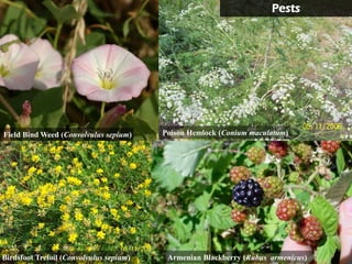 Pests




Field Bind Weed (Convolvulus sepium)     Poison Hemlock (Conium maculatum)




Birdsfoot Trefoil (Convolvulus sepium)    Armenian Blackberry (Rubus armenicus)
 