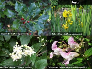 Pests




English Holly (Ilex aquifolium)          Yellow Flag Iris (Iris pseudacorus)




Old Man’s Beard (Clematis vitalba)   Policeman’s Helmet (Impatiens balsamorhiza)
 