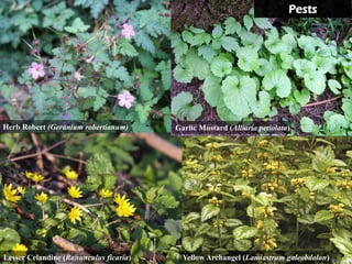 Pests




Herb Robert (Geranium robertianum)      Garlic Mustard (Alliaria petiolata)




Lesser Celandine (Ranunculus ficaria)     Yellow Archangel (Lamiastrum galeobdolon)
 