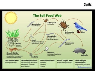 Soils




Soilfoodweb.com
 