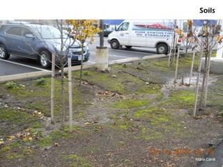 Soils




Maria Cahill
 