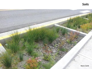 Soils




Maria Cahill
 