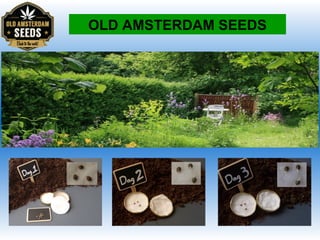 OLD AMSTERDAM SEEDS
 