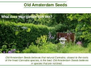 Old Amsterdam Seeds
Old Amsterdam Seeds believes that natural Cannabis, closest to the roots
of the finest Cannabis species, is the best. Old Amsterdam Seeds believes
in species that are not bred.
 