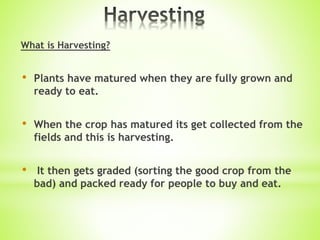 What is Harvesting?
• Plants have matured when they are fully grown and
ready to eat.
• When the crop has matured its get collected from the
fields and this is harvesting.
• It then gets graded (sorting the good crop from the
bad) and packed ready for people to buy and eat.
 