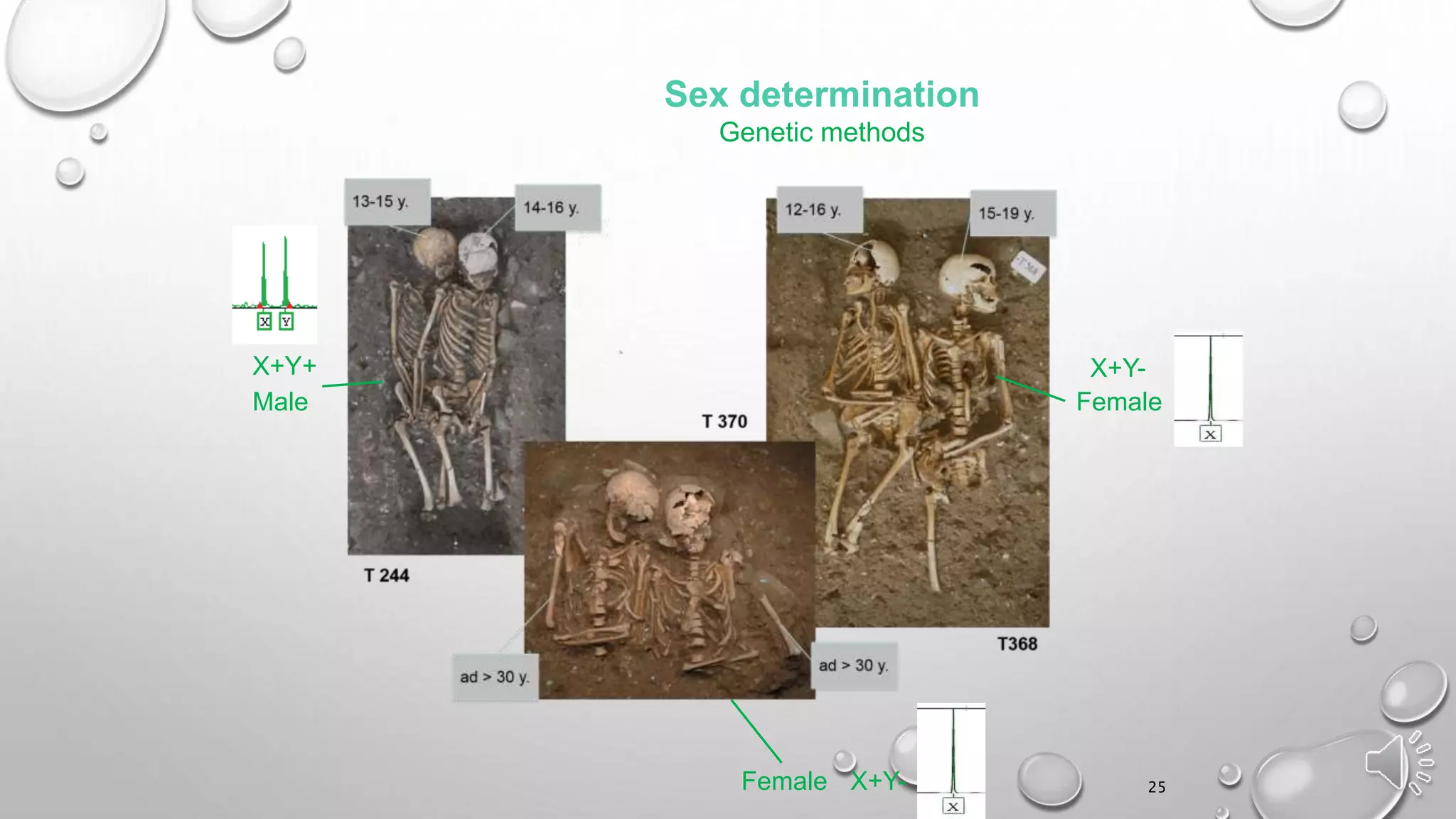 Sex determination
Genetic methods
Female
X+Y-
Female X+Y-
Male
X+Y+
25
 