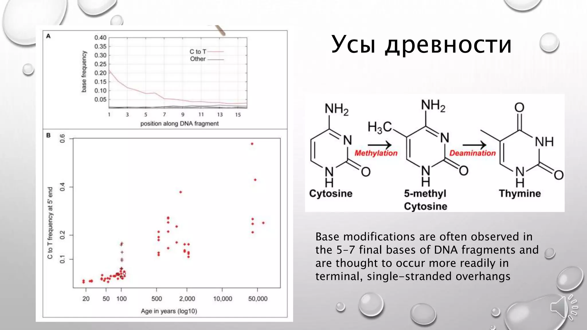 Усы древности
Base modifications are often observed in
the 5–7 final bases of DNA fragments and
are thought to occur more readily in
terminal, single-stranded overhangs
 