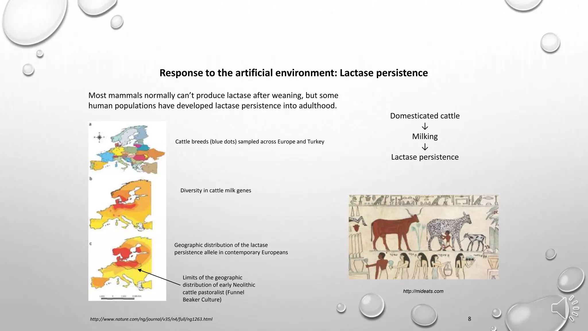Response to the artificial environment: Lactase persistence
http://mideats.com
Most mammals normally can’t produce lactase after weaning, but some
human populations have developed lactase persistence into adulthood.
Domesticated cattle
↓
Milking
↓
Lactase persistence
8
Geographic distribution of the lactase
persistence allele in contemporary Europeans
Cattle breeds (blue dots) sampled across Europe and Turkey
Diversity in cattle milk genes
Limits of the geographic
distribution of early Neolithic
cattle pastoralist (Funnel
Beaker Culture)
http://www.nature.com/ng/journal/v35/n4/full/ng1263.html
 