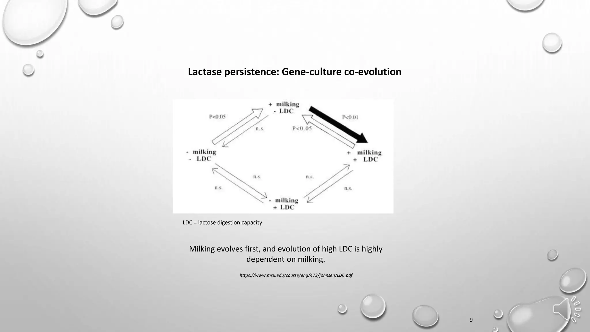 Lactase persistence: Gene-culture co-evolution
9
LDC = lactose digestion capacity
https://www.msu.edu/course/eng/473/johnsen/LDC.pdf
Milking evolves first, and evolution of high LDC is highly
dependent on milking.
 