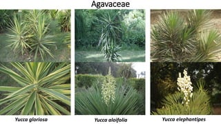 Yucca aloifoliaYucca gloriosa Yucca elephantipes
Agavaceae
 