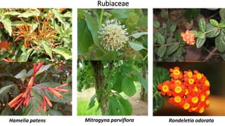 Rubiaceae
Rondeletia odorataHamelia patens Mitragyna parviflora
 