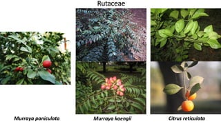 Rutaceae
Murraya koengiiMurraya paniculata Citrus reticulata
 
