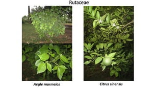 Rutaceae
Citrus sinensisAegle marmelos
 