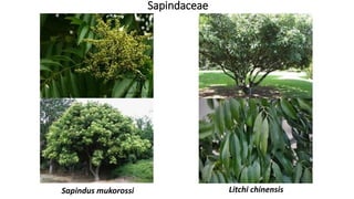 Sapindaceae
Litchi chinensisSapindus mukorossi
 
